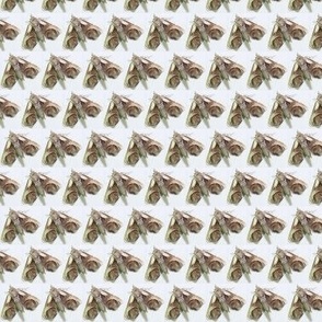 CK EYED PAECTES MOTH-MEDIUM-HALF BRICK