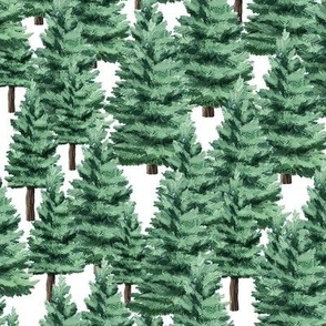 Camping Pine Trees
