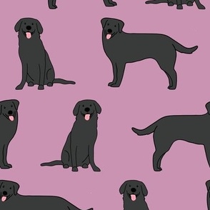 Black Labs on Plum 52