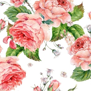 Vintage watercolor royal rose on white - L