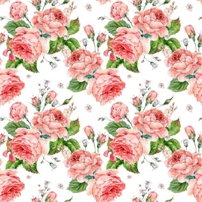 Vintage watercolor royal rose on white - M