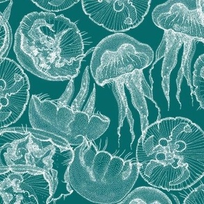 moon jellyfish turquoise