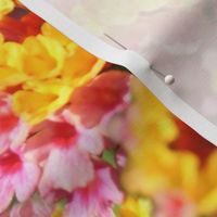 Beautiful Pink and Yellow Floral Photography
