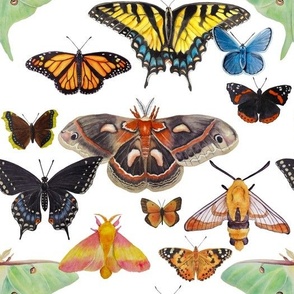 Lepidopterology