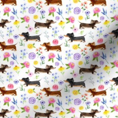 Dachshund Floral//White - Small