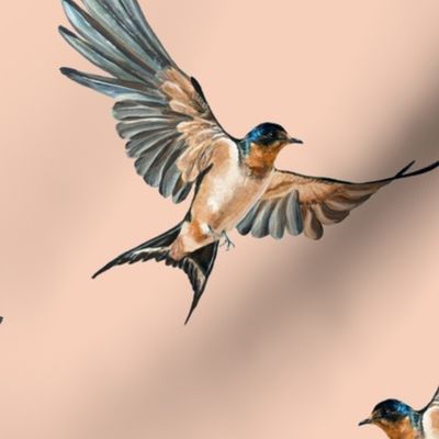 Barn Swallow Birds on Blush