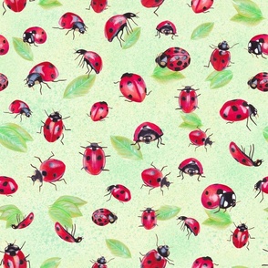 Ladybugs (medium)