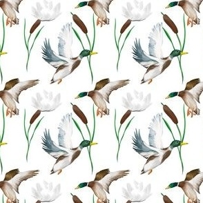 Cute ducks art ,Goose ,Birds illustration,smaller scale 