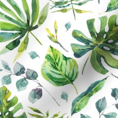 Watercolor Monstera Leaf on White
