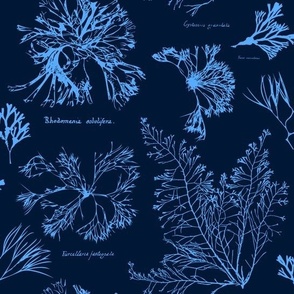 Botanical Ocean Plant Outlines For Beach House Decor - Navy Blue - Medium