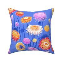 Large vibrant straw flowers in red orange yellow pink and purple on a cornflower blue background in diagonal pattern