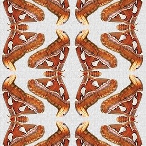 Large Attacus Moth on Gray