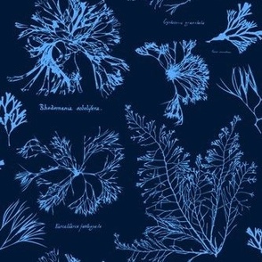 Botanical Ocean Plant Outlines For Beach House Decor - Navy Blue - Small