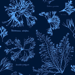 Botanical Ocean Plant Outlines For Beach House Decor - Navy Blue - Large