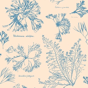 Botanical Ocean Plant Outlines For Beach House Decor - Cream - Large