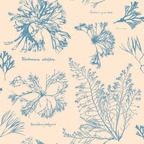 Botanical Ocean Plant Outlines For Beach House Decor - Cream - Small