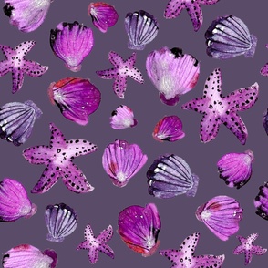 Sea shells violet