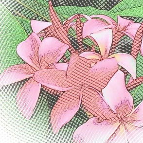 Pink plumeria 