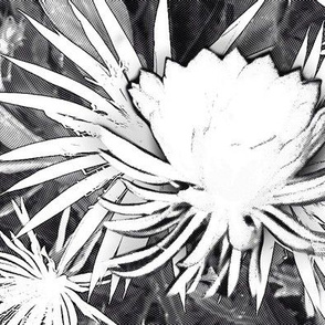 night-blooming cereus, black white