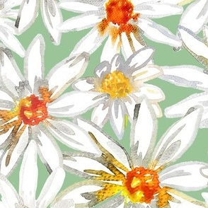 OXEYE DAISY - Watercolour Daisy flower on Light Soft Green Background