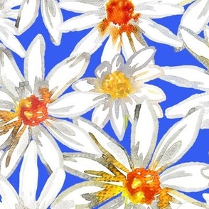 OXEYE DAISY - Watercolour Daisy flower on Bright Blue Background