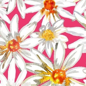 OXEYE DAISY - Watercolour Daisy flower on Cherry Pink Background