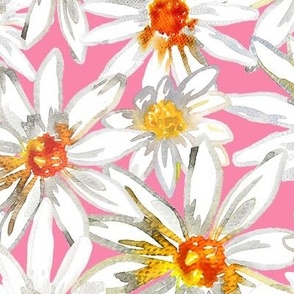 OXEYE DAISY - Watercolour Daisy flower on Barbie Pink Background