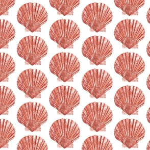 BG - scallop shell on white