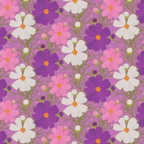 Colorful cosmos flowers on purple background