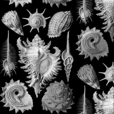 Ernst Haeckel Prosobranchia Sea Shells Ditsy