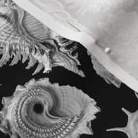 Ernst Haeckel Prosobranchia Sea Shells Ditsy