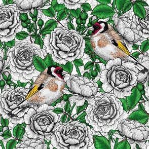 White Rose flowers and goldfinch birds