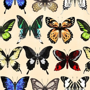 Pinned Butterflies