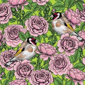 Pink Rose flowers and goldfinch birds