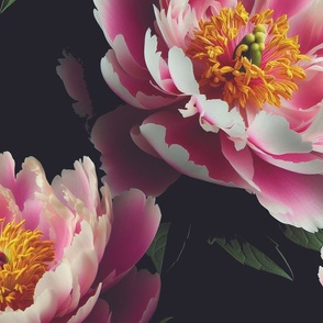 Large Peony Repeat