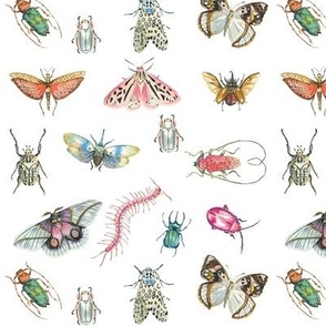 Beautiful Bugs Small