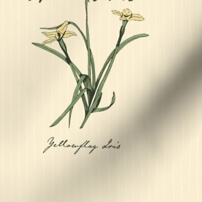 Yelllowflag Iris Single