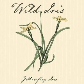 Yelllow Iris Single