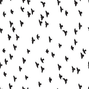 Flock of black birds