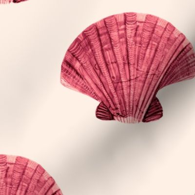 Warm pink shells