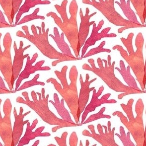 Dulse (Pink seaweed waves)