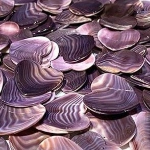 Purple wampum shells II