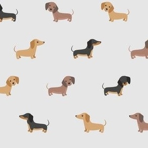 dachshunds on gray background