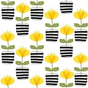 Small Yellow Buttercup Flowers in Black and White Stripe Pots on White 