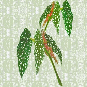 Maculata, green half bamboo