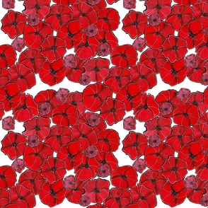 Red Poppy Multi Blossoms White Background