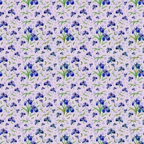 small blue iris rep