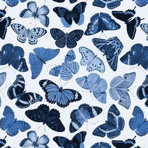 Butterflies - Blue