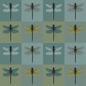 Textured Dragonflies