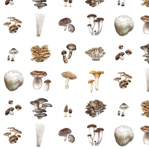 Mushroom  Collection Pattern 